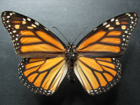 Danaus plexippus - Adult